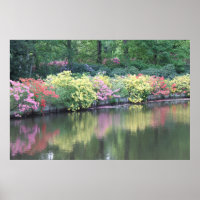 Azaleas