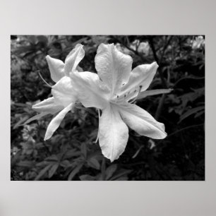 Poster Azaleas / Rhododendrons en B&W