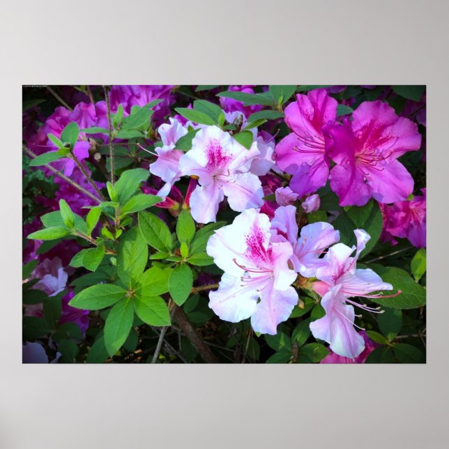 Poster Azalée, (Devant)