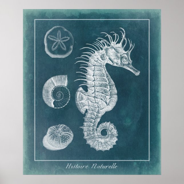 Poster Azure Seahorse Study I (Devant)