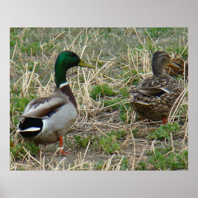 Poster B12 Mallard Ducks Pair (Devant)