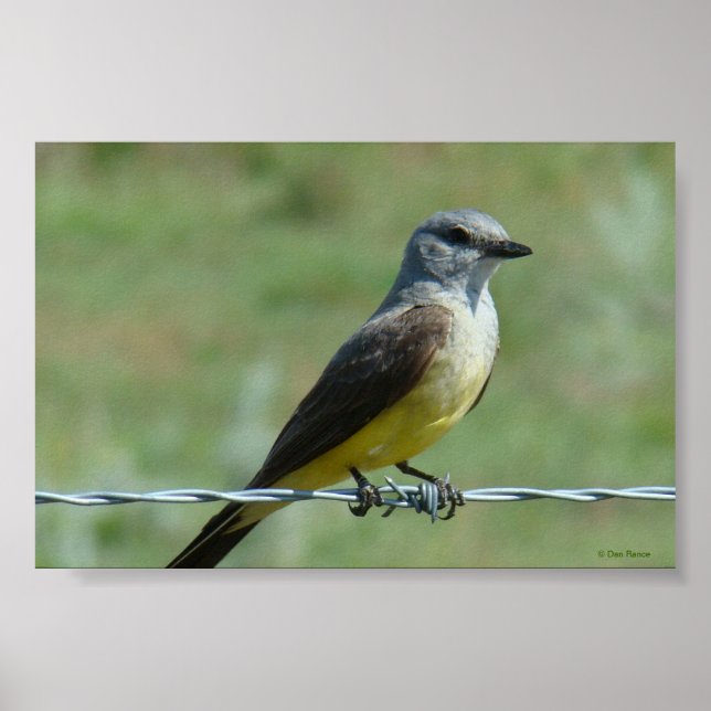 Poster B31 Kingbird occidental (Devant)