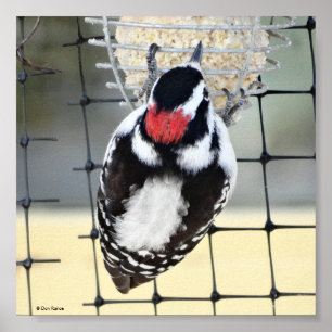 Poster B53 Downy Woodpecker