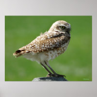B56 Hibou des terriers