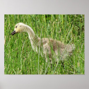 Poster B58 Gosling d'oie du Canada dans l'herbe