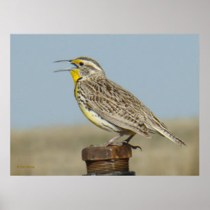Poster B6 Ouest Meadowlark