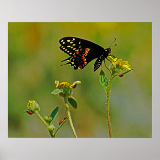 Poster B-Fly et Ladybugs