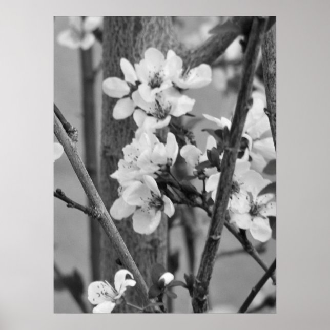 Poster B&W Floral - Fleurs délicates (Devant)