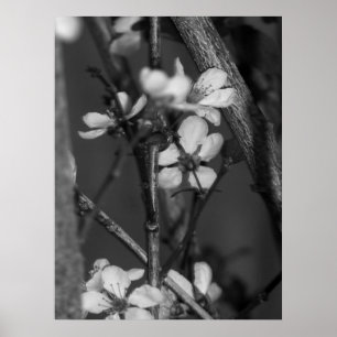 Poster B&W floral - fleurs sensibles 2