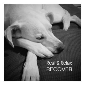 Poster B & W Photo de mignonette Chien Dormir Se Bien Bie