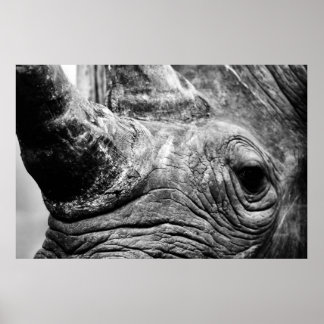 Poster B&W Rhino