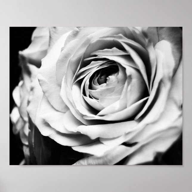 Poster B&W Rose Sharpened (Devant)