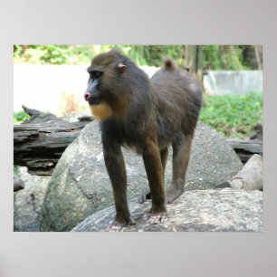 Poster Baboon