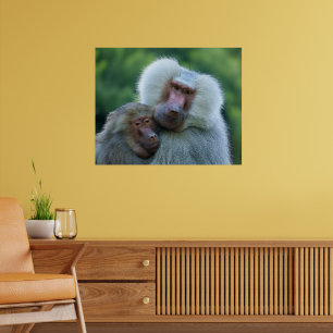 Poster Baboon de l'appel d'offres