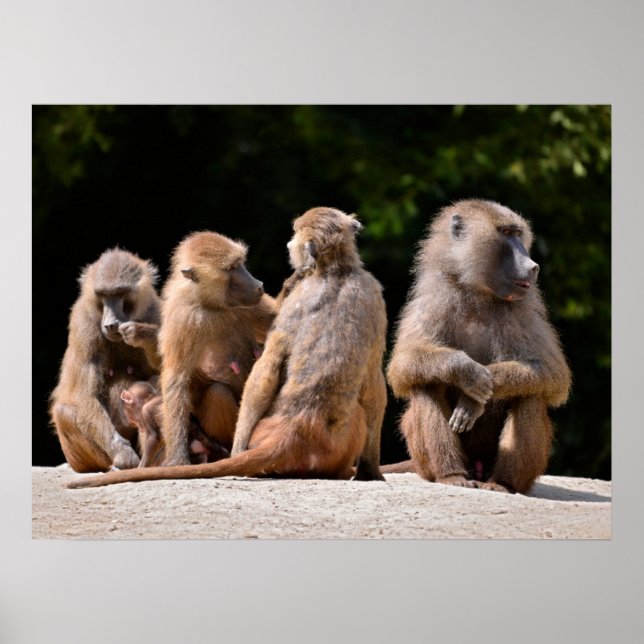 Poster Baboons et jeunes vacances (Devant)
