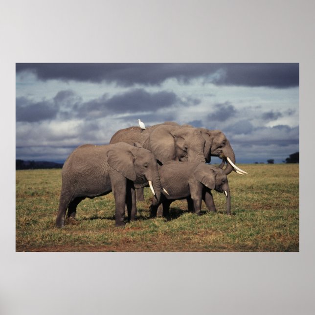 Poster Baby African Elephant avec famille (Devant)