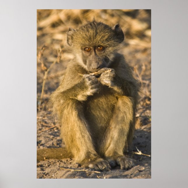 Poster Baby Baboon Monkey Africa assis (Devant)