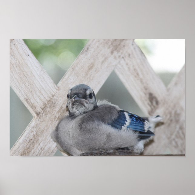 Poster Baby Blue Jay (Devant)