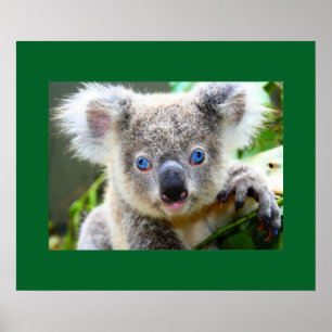 Poster "Baby Blues" Koala