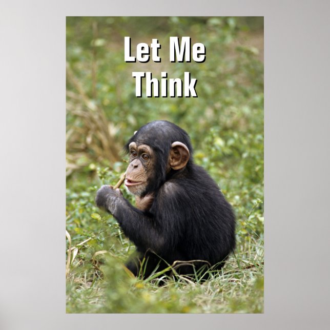 Poster Baby Chimpanzee | Pan Troglodytes (Devant)