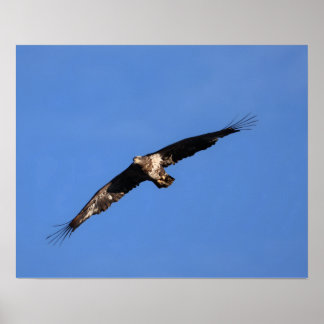 Poster Baby eagle!