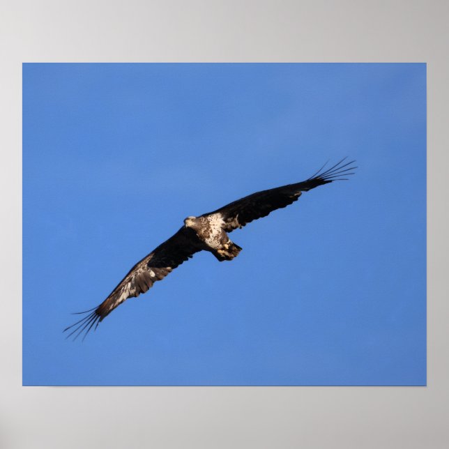 Poster Baby Eagle of South Jersey! (Devant)