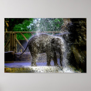 Poster Baby Elephant Jouant Dans La Cascade
