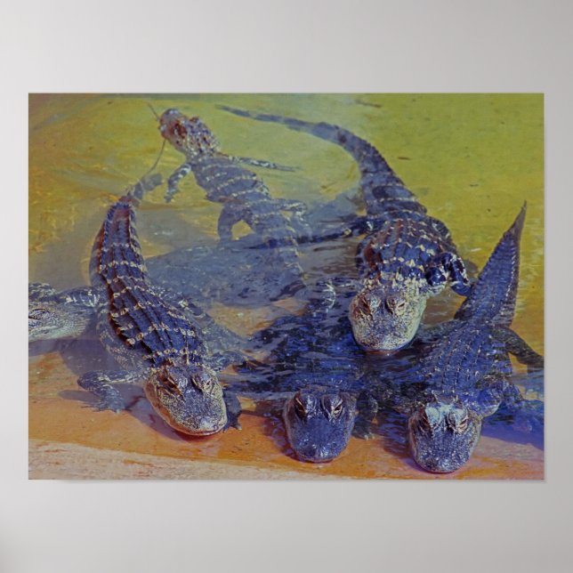 Poster Baby Gators (Devant)