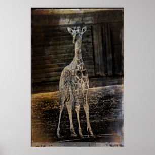 Poster Baby Giraffe