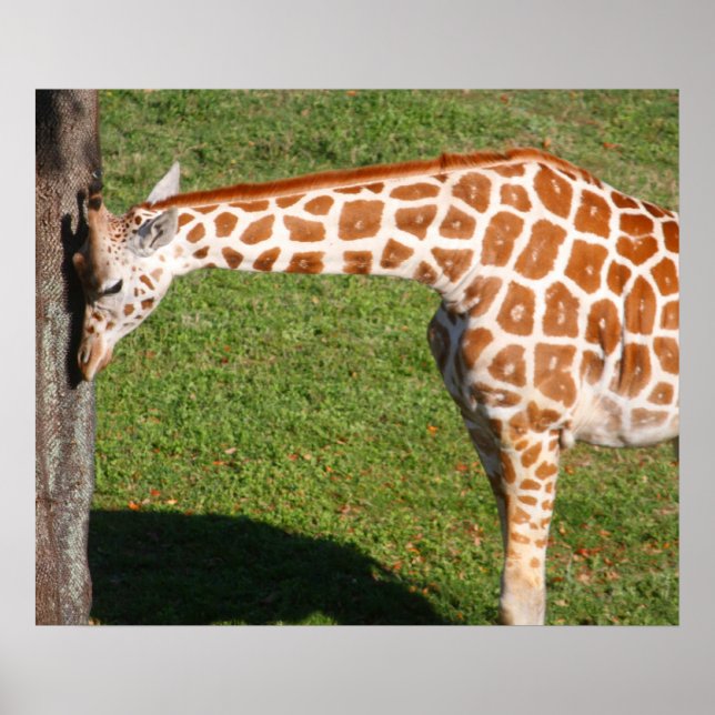 Poster Baby Giraffe (Devant)