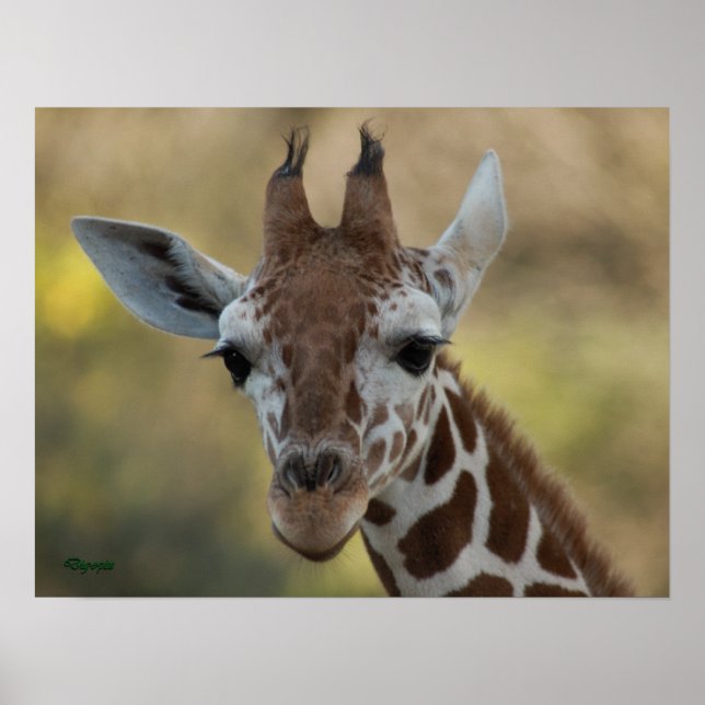 Poster Baby Giraffe 08 (Devant)