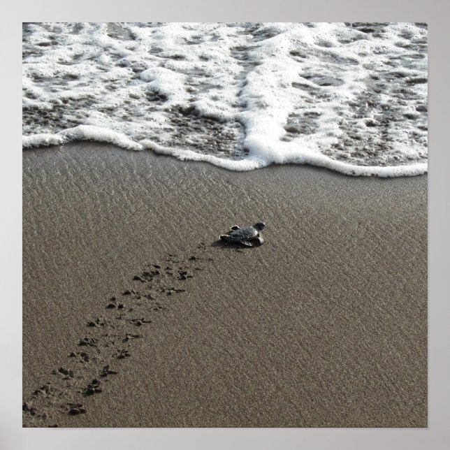 Poster Baby Green Sea Turtle (Devant)