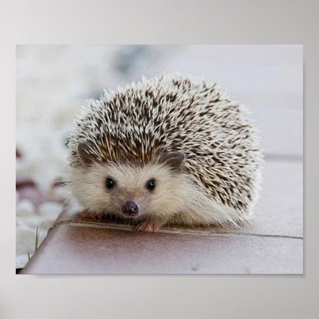Poster Baby hedgehog (Devant)