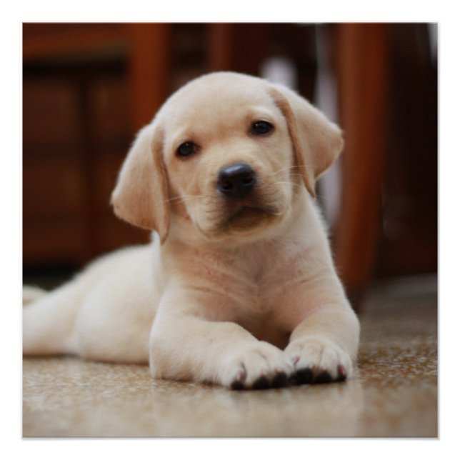 Poster Baby Jaune Labrador Chien chiot pondu sur le ventr (Devant)