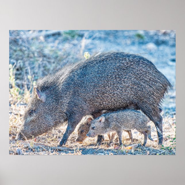 Poster Baby Javelina Chiens Et Mère Dans Le Sud Du Texas (Devant)