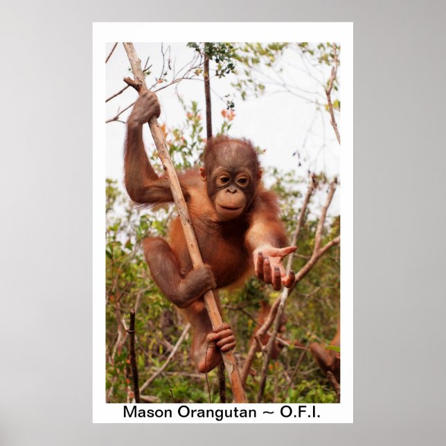 Poster Baby Orangutan Mason (Devant)