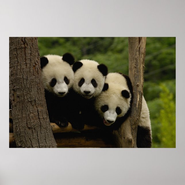 Poster Baby panda géant Ailuropoda melanoleuca) 3 (Devant)