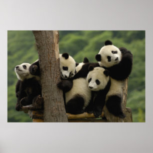 Poster Baby panda géant Ailuropoda melanoleuca) 4
