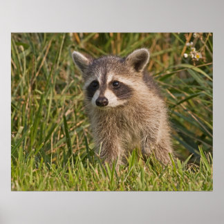 Poster Baby Raccoon 2