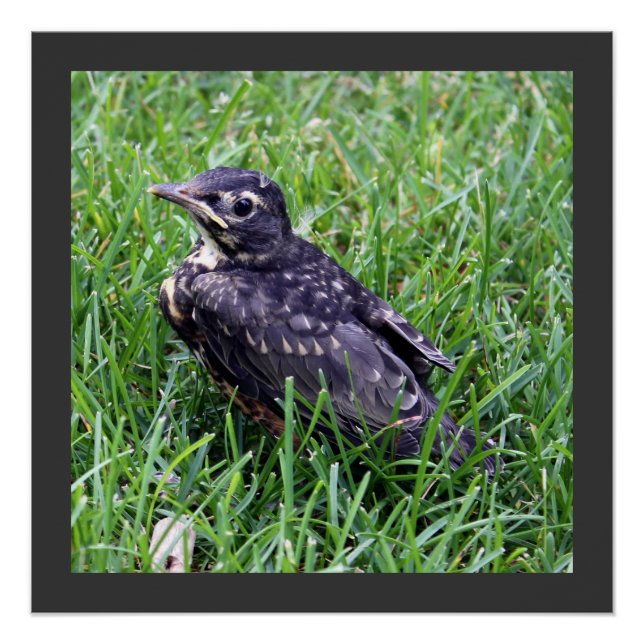 Poster Baby Robin assis dans l'herbe Photographie (Devant)