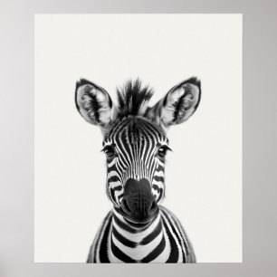 Poster Baby Safari Africain Jungle Animaux Zebra