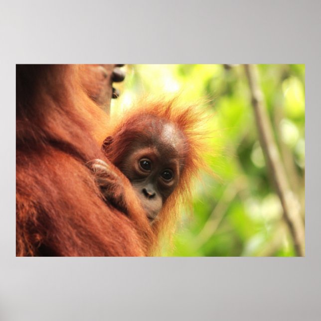 Poster Baby Sumatran Orangutan (Devant)