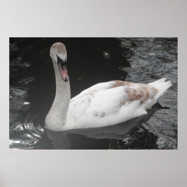 Poster Baby Swan Schwimmen (Vorne)