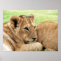 Poster Baby Tiger