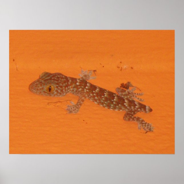 Poster Baby Tokay Gecko (Devant)