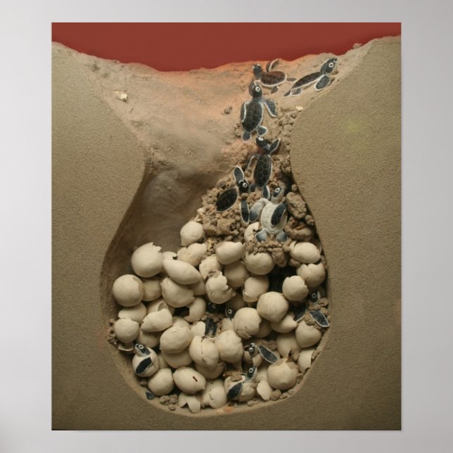 Poster Baby Turtle Hatching (Devant)
