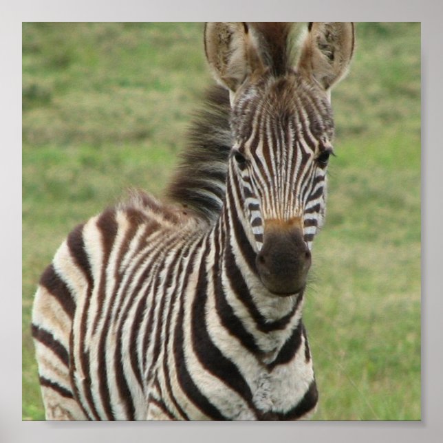 Poster Baby Zebra (Devant)