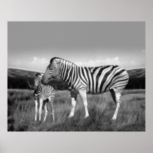 Poster Baby Zebra et maman