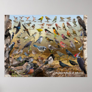 Poster Backyard Birds of Alberta