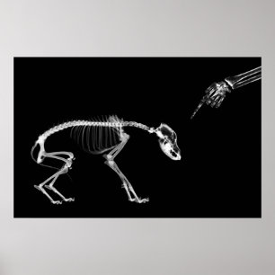 Poster - Bad Dog Xray Skeleton Schwarz-weiß